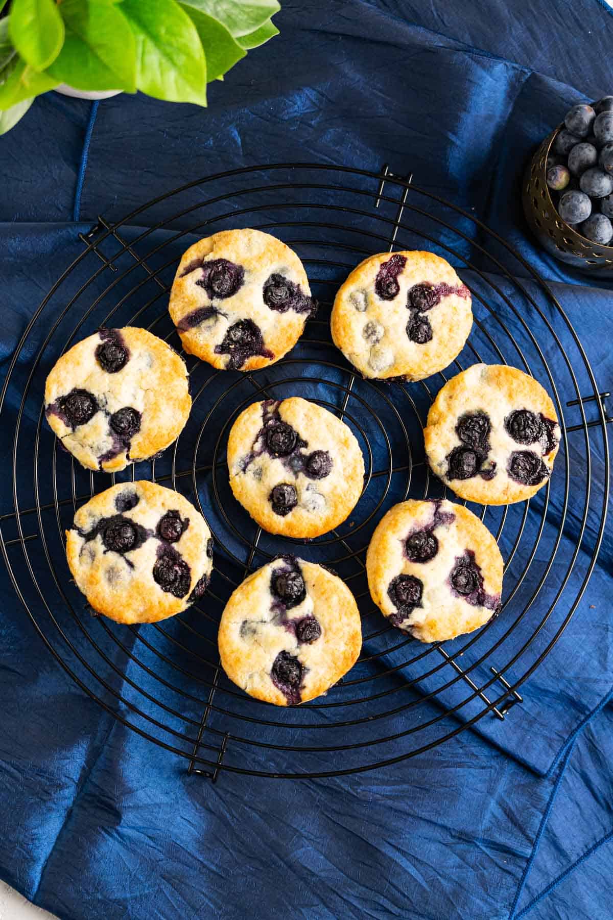 over the head shot of bojangles blueberry biscuits placed on a wire rack over a royal blue table cloth.